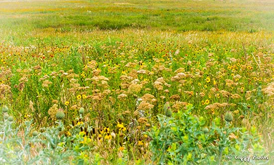 Prairie Flowers